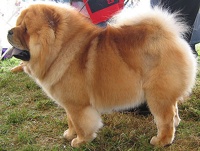 Chow Chow